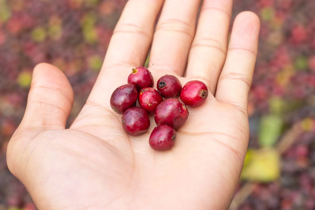 Close-up of fresh red cranberries held in a hand. Vibrant and natural composition.